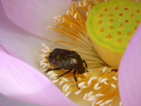 f:id:Limnology:20100810093632j:image