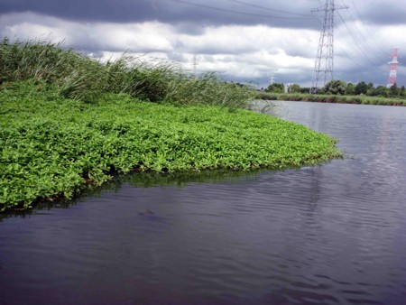 f:id:Limnology:20100810100344j:image