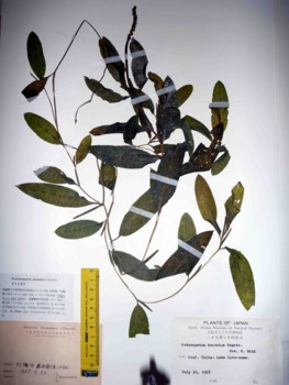 f:id:Limnology:20100820122808j:image