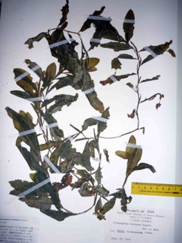 f:id:Limnology:20100820132347j:image