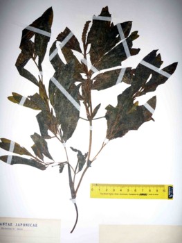 f:id:Limnology:20100820133947j:image