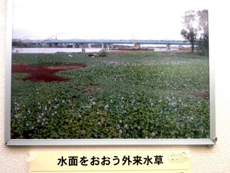 f:id:Limnology:20100820141839j:image