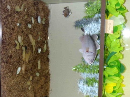 f:id:Limnology:20100820141957j:image