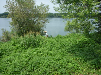 f:id:Limnology:20100822124512j:image