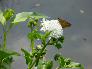 f:id:Limnology:20100822124934j:image
