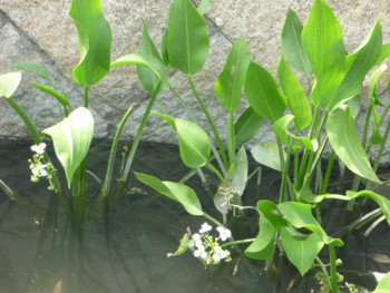 f:id:Limnology:20100822134604j:image