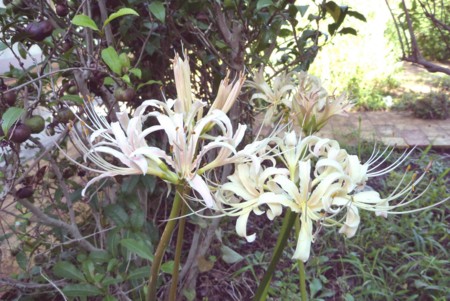 f:id:Limnology:20100925143201j:image