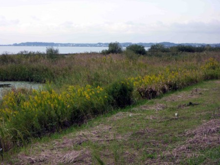 f:id:Limnology:20101013152622j:image