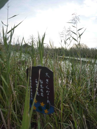 f:id:Limnology:20101013153033j:image