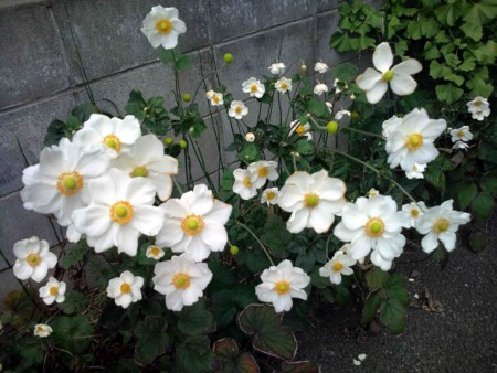 f:id:Limnology:20101024142401j:image