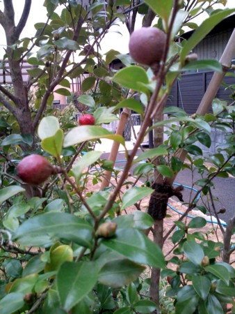 f:id:Limnology:20101024142420j:image
