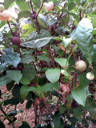 f:id:Limnology:20101024142443j:image
