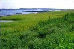f:id:Limnology:20101112005122j:image