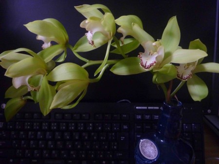 f:id:Limnology:20110101204018j:image