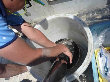 f:id:Limnology:20110804104232j:image