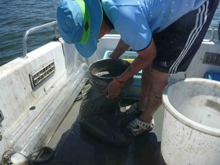f:id:Limnology:20110804110530j:image