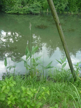 f:id:Limnology:20110806064902j:image