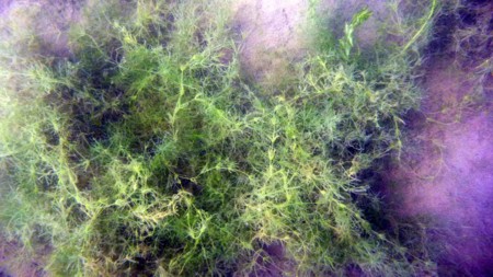 f:id:Limnology:20110830111337j:image