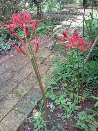 f:id:Limnology:20110904134452j:image