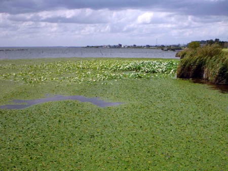 f:id:Limnology:20110917125541j:image