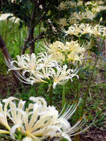 f:id:Limnology:20111001121832j:image