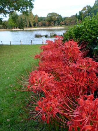 f:id:Limnology:20111001165501j:image