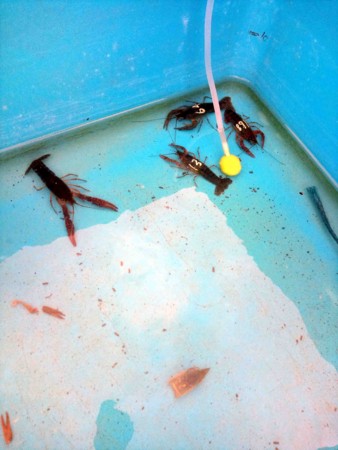 f:id:Limnology:20111020115854j:image