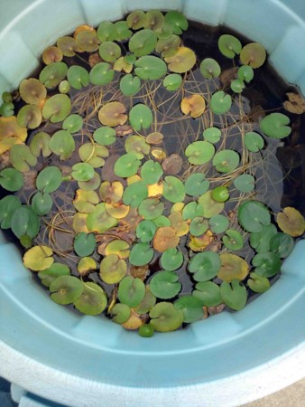 f:id:Limnology:20111020120704j:image