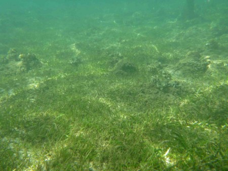f:id:Limnology:20111212105831j:image