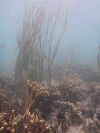 f:id:Limnology:20111212151222j:image