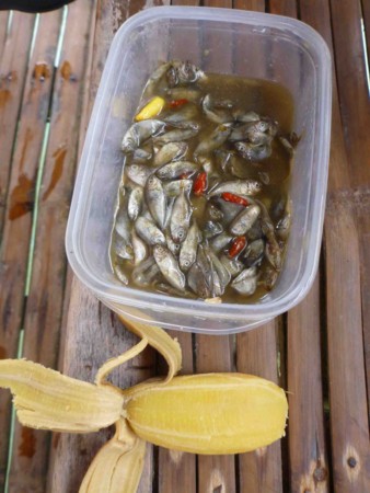f:id:Limnology:20120508114647j:image