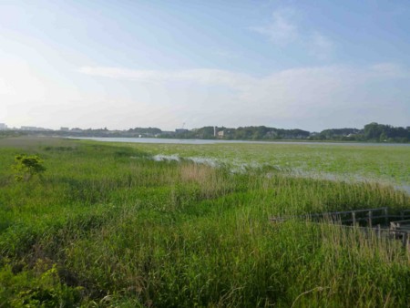 f:id:Limnology:20120603172640j:image