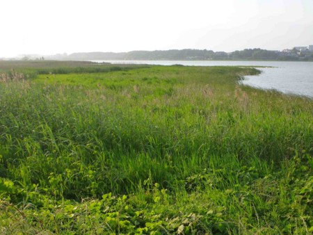 f:id:Limnology:20120603175136j:image
