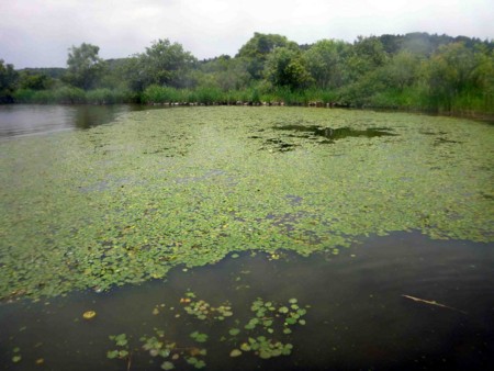 f:id:Limnology:20120615121646j:image