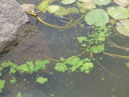 f:id:Limnology:20120615121726j:image