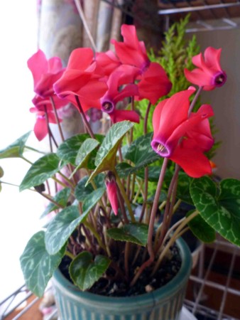 f:id:Limnology:20120704094641j:image