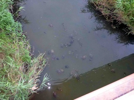 f:id:Limnology:20120722170701j:image