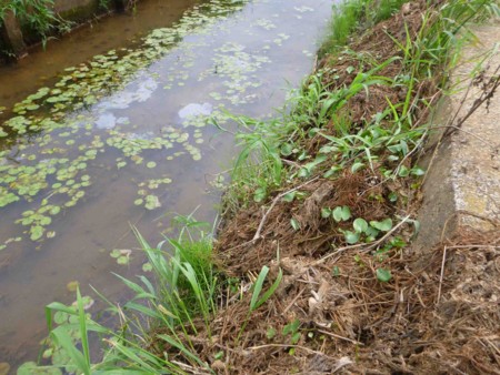 f:id:Limnology:20120723094424j:image