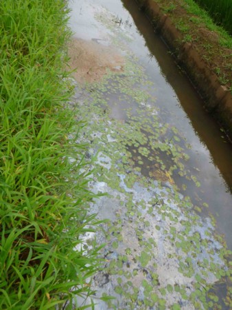 f:id:Limnology:20120723102150j:image