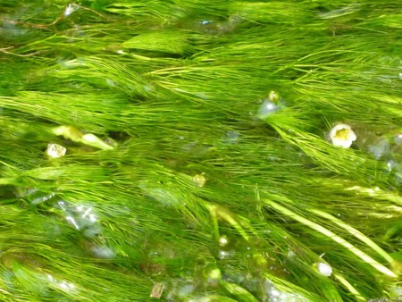 f:id:Limnology:20120723135709j:image