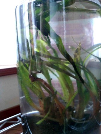 f:id:Limnology:20120728141044j:image
