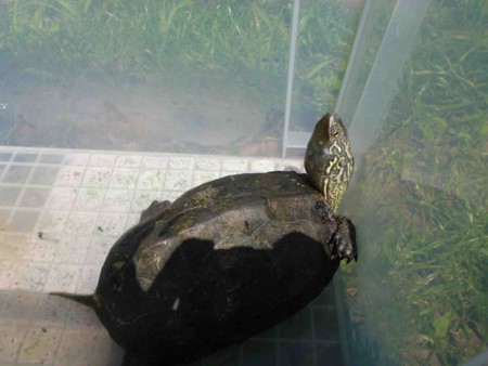 f:id:Limnology:20120819104831j:image