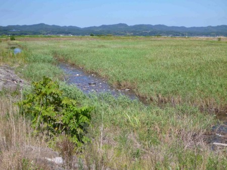 f:id:Limnology:20120820131345j:image