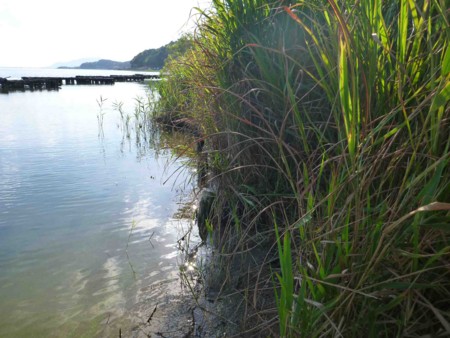 f:id:Limnology:20120820165903j:image