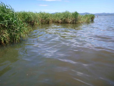 f:id:Limnology:20120821115545j:image