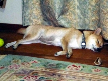 f:id:Limnology:20120902004135j:image