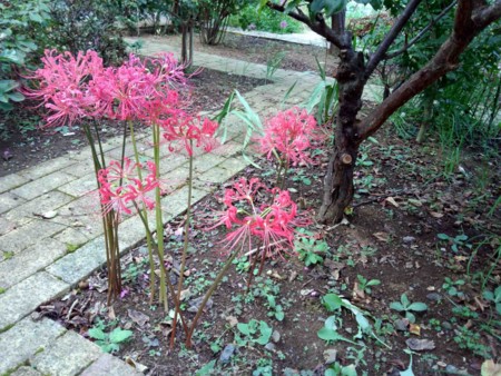 f:id:Limnology:20120918153225j:image