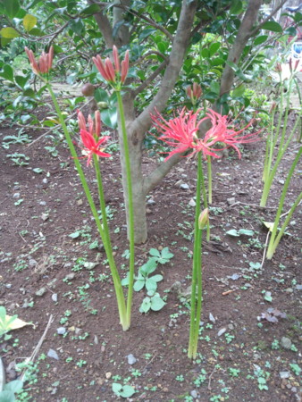 f:id:Limnology:20121004083518j:image