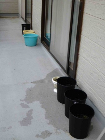f:id:Limnology:20121111112255j:image