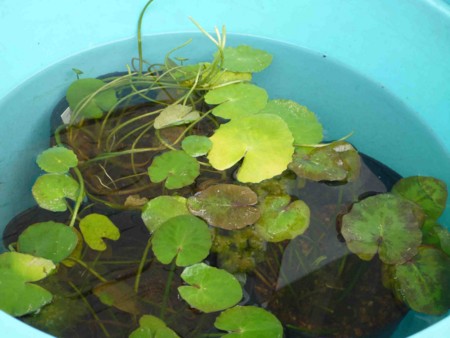 f:id:Limnology:20121111112318j:image